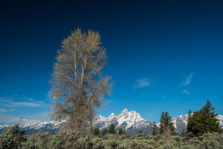 ÎÒ×ÔÖ÷Ñз¢¡°Èý²ã·ÂÉú¡±È˹¤Ñª¹ÜÍê³ÉÊ×ÀýÖû»Êõ