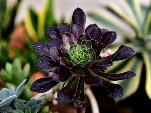 ѧÊõ»ú¹¹£º½ÓÖÖÒßÃçÊÇÀÏÄêÈËÔ¤·ÀÁ÷¸Ð×îÓÐЧÊÖ¶Î